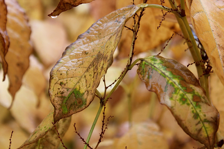 faller, hösten, Leaf, brun, grön, gul, döende