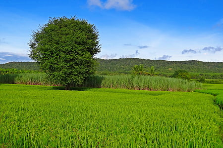 rýže, Paddy, pěstování, zemědělství, pole, farma, venkova