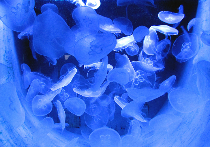 jellyfish, water, sea, animal, sea animal, creature, underwater