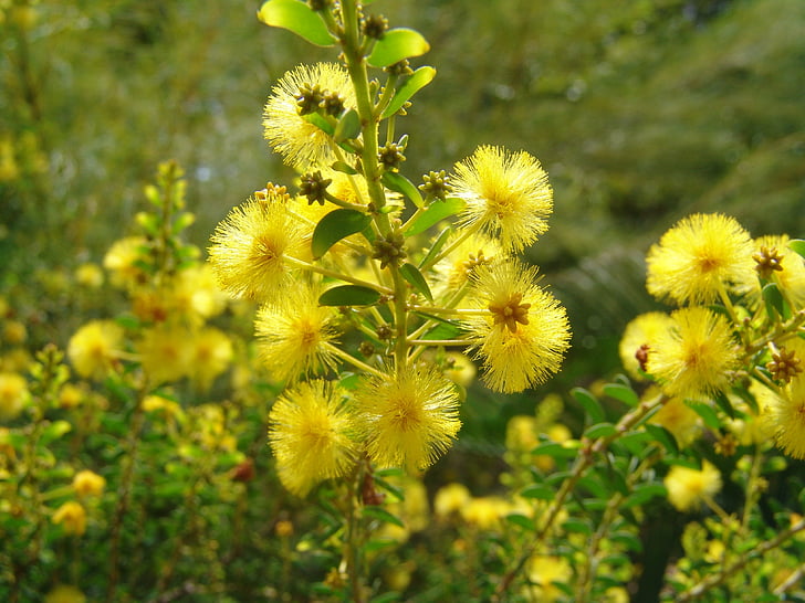 flors, tropical, color, groc, natura, flor, planta