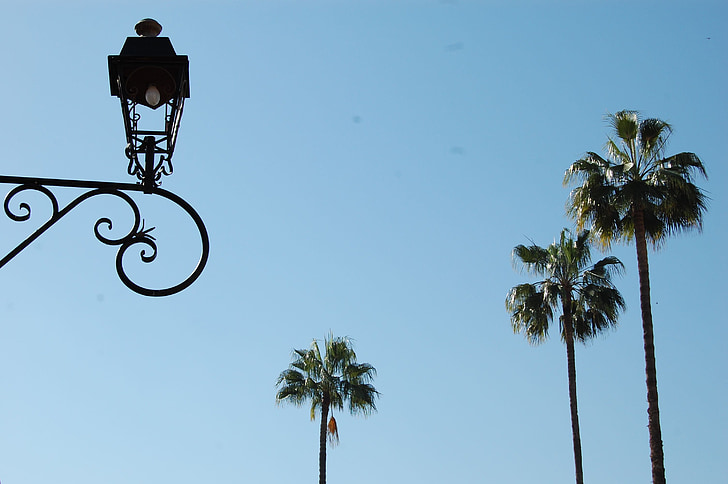 palms, lamppost, plants