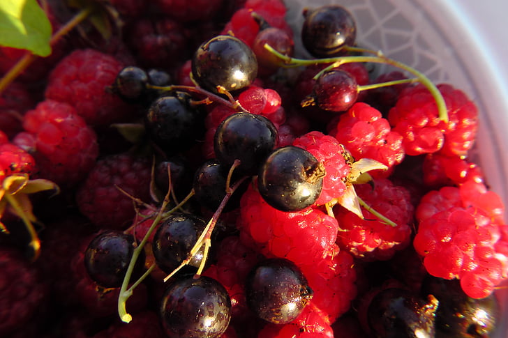 fruits of the forest, fruit plate, black currants, berries, raspberries, frisch, pleasure