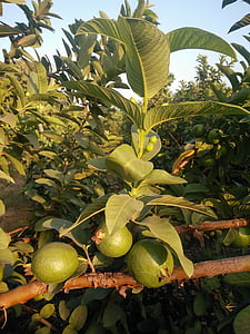 guava, guava tree, tropical fruits, guava fruit, guava plant