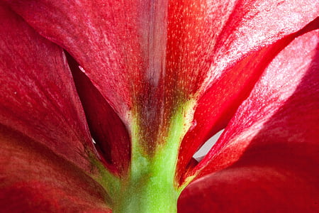 Amaryllis, rood, bloemen, bloem, plant, plantkunde, sluiten