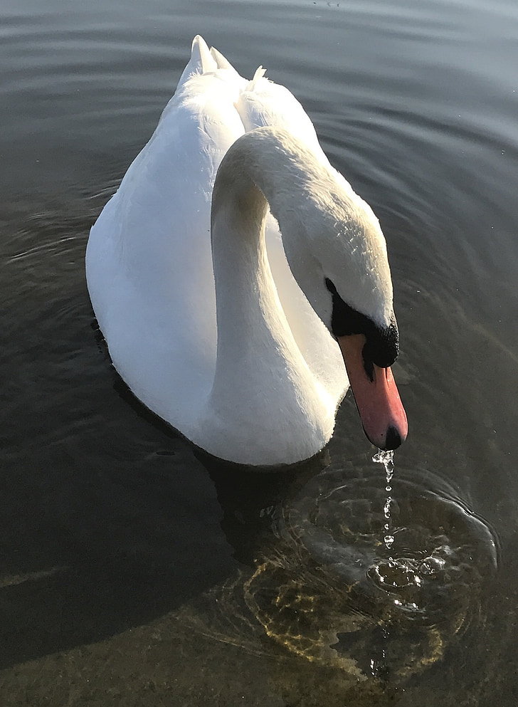 Swann, Swan, vatten