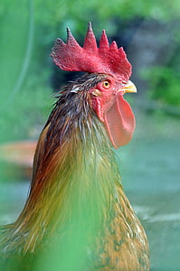 animal, gallo, ranch, chickens, feathers, domestic fowl, hens