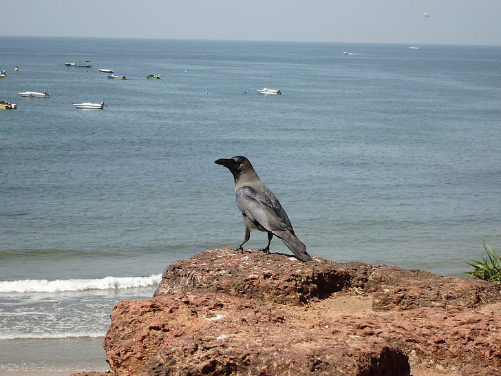 kråka, fågel, Indien, Goa, resor, naturen, stranden
