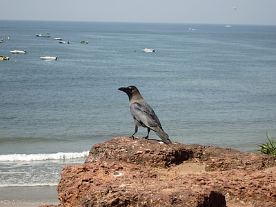 Vrána, pták, Indie, Goa, cestování, Příroda, pláž