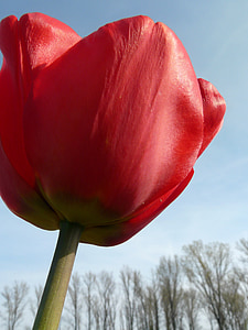 Tulipán, Tulipán pohár, červená, květ, Bloom, květ