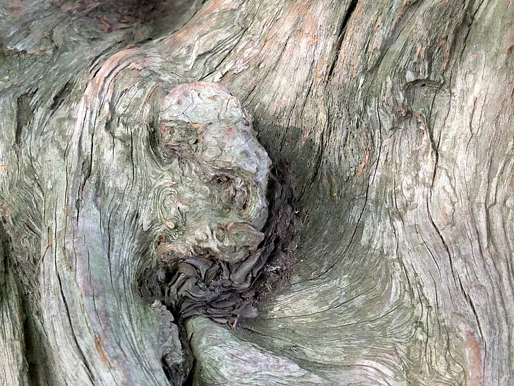arbre, vell, fusta, marró, esquerdat, estructura, sec