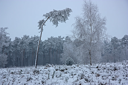 the winter's tale, wintry, forest, winter, pine forest, pine, frost