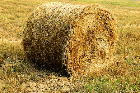 straw, bales, harvest, field, bale, hay, agriculture