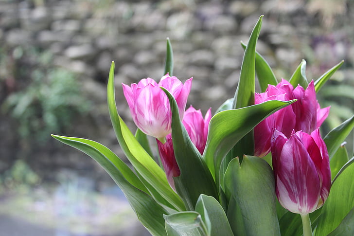 tulipaner, blomster, rosa, lilla, våren, pærer, natur