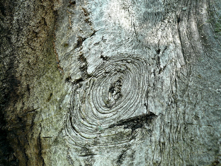 bark, tree, walnut, nature, detail