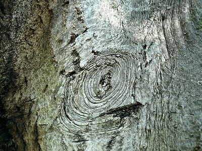 bark, träd, valnöt, naturen, detalj