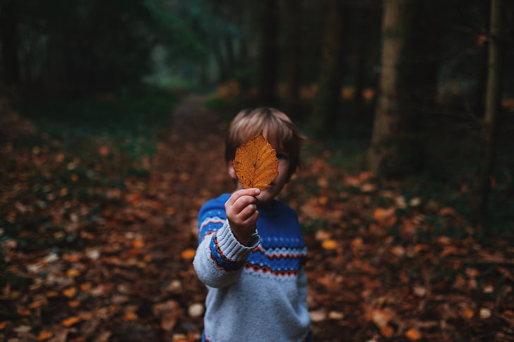 boy, wearing, sweater, holding, leaf, child, kid