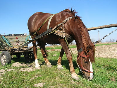 paard, wagon, dorp, selskoe, economie, ploegen, werk in de landbouw