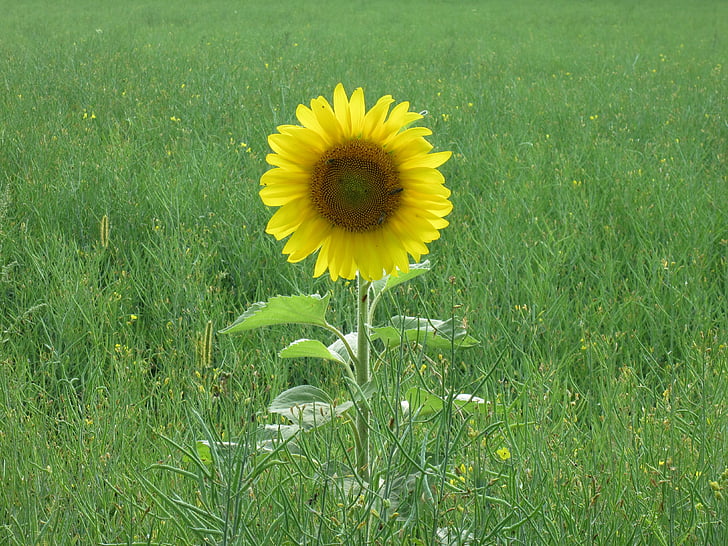 Sun flower, osamělý, louka, květ, léto