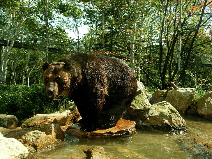 orso, Bear mountain, Hokkaido, Sahoro resort, autunno, naturale, Giappone