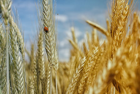 field, insect, ladybug, nature, wheat, wheat field, agriculture