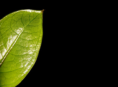leaf, plant, nature, green, black, of course, background
