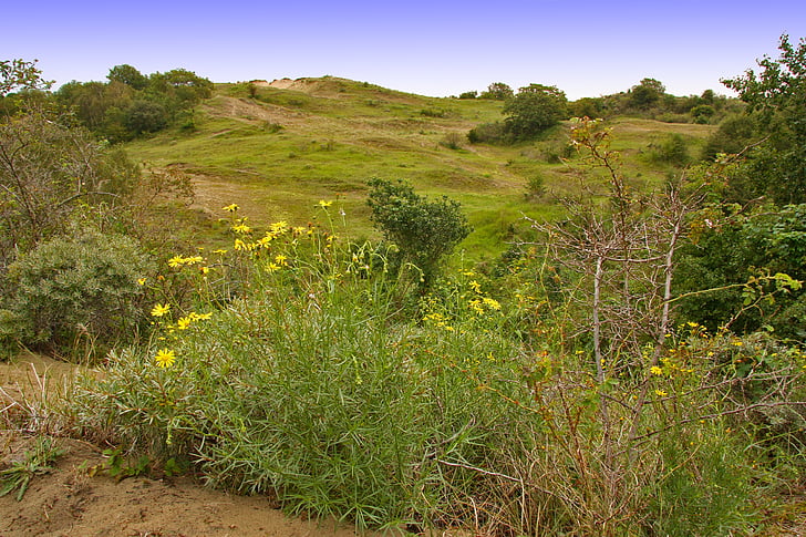 přírodní rezervace, brecca, Hill, duny, stepní, trávy na šířku, léto