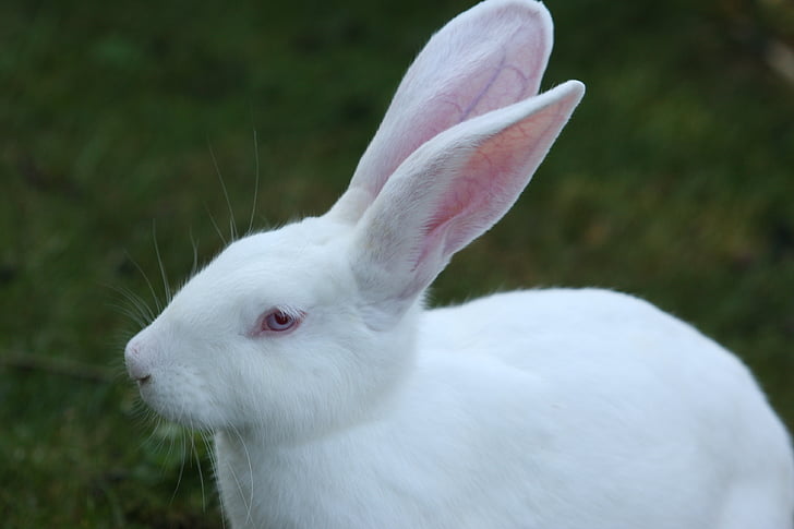 conill, blanc, orelles grans, actitud humana, Llebre, ulls vermells, llarg