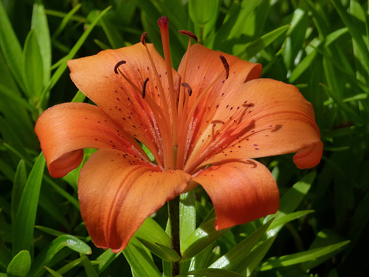 feuerlilie, Lilium bulbiferum, Hoa, Đẹp, cận cảnh, Thiên nhiên, Sân vườn