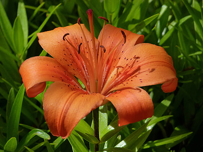 feuerlilie, bulbiferum 百合, 花, 美丽, 特写, 自然, 花园