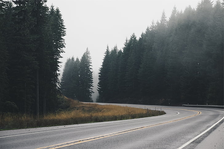 gris, hormigón, carretera, verde, pino, árboles, pavimento