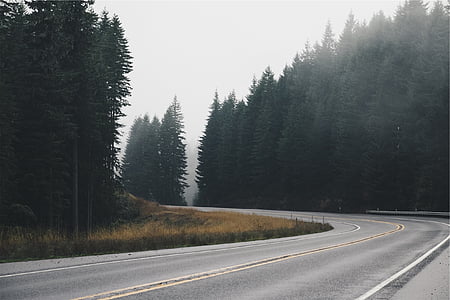 gris, hormigón, carretera, verde, pino, árboles, pavimento
