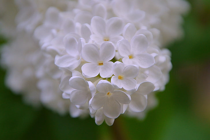 organo, primavera, Bloom, fioritura primaverile, Buddleja davidii, fiore bianco, bianco