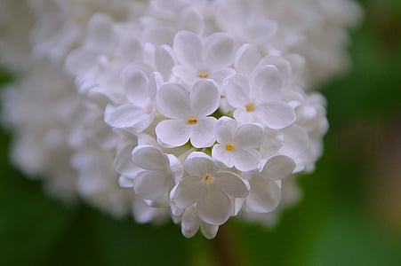 orgel, lente, Bloom, voorjaar bloeien, Vlinderstruik, witte bloem, wit