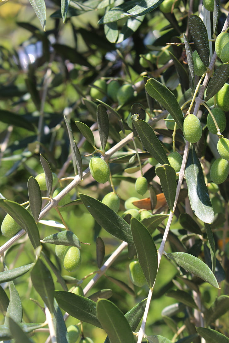 Olive, Anlage, grüne Blätter, natürliche