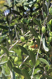 oliva, pianta, foglie verdi, naturale