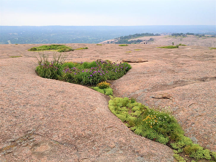 landscape, enchanted rock texas, pink granite, flowers, nature, outdoors