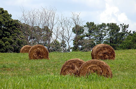 bales of hay, rural, agriculture, fall season, field, farm, hay