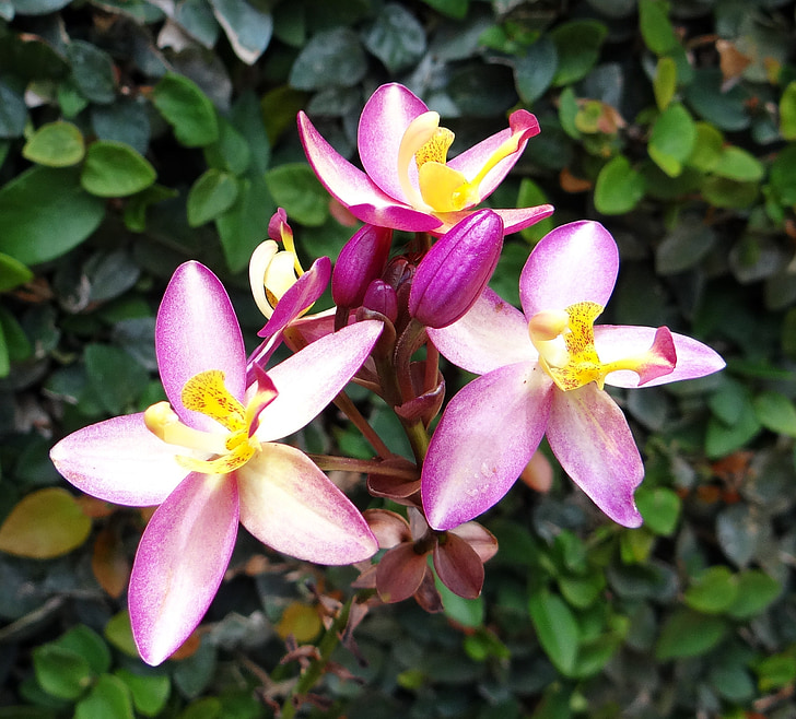 Boden-Orchidee, Blume, Spathoglottis plicata, Orchidaceae, Blüte, Schönheit, Flora