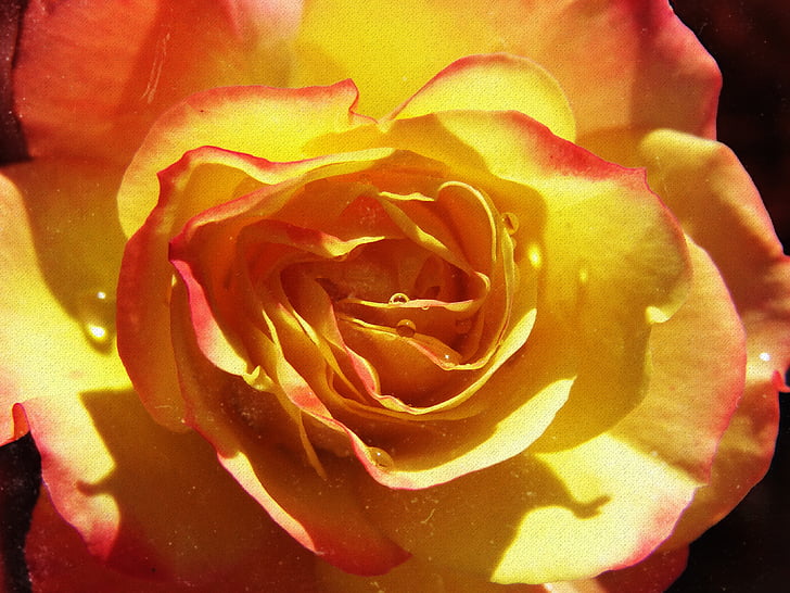Rosa, bloemblaadjes, gele roos, Grunge, textuur, schoonheid, Vintage