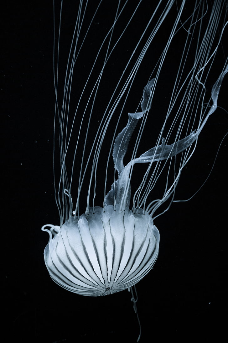 jellyfish, tentacles, upside down, white, nature