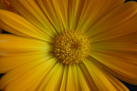 Lukk, pollenbærere, blomst, gul, gul blomst, Marigold