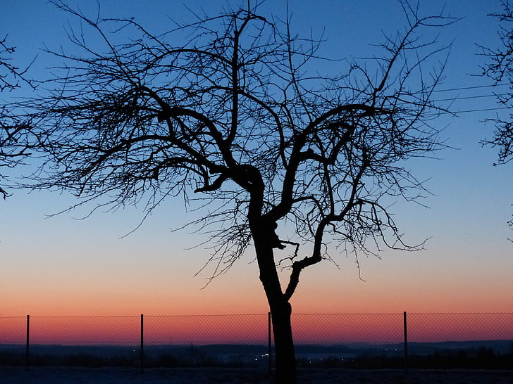 árbol, árbol de manzana, puesta de sol, romántica, cielo, posluminiscencia, silueta