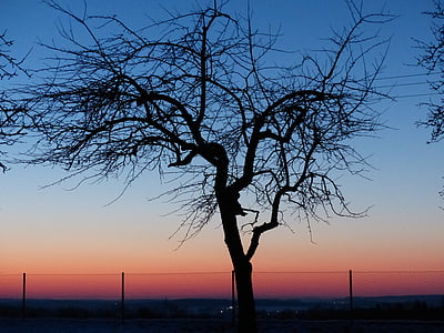 δέντρο, Μηλιά, ηλιοβασίλεμα, Ρομαντικό, ουρανός, μεταλαμπή, σιλουέτα