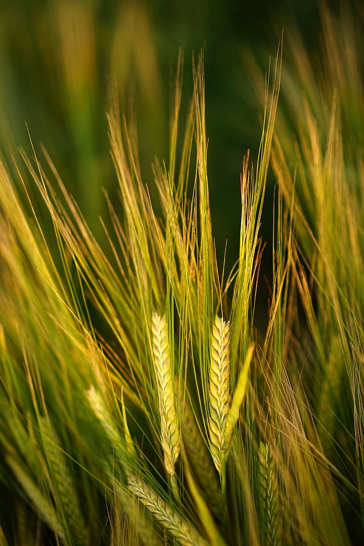 cereals, barley, field, spike, grain, agriculture, cornfield