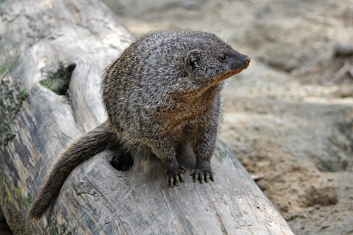 mongoose, mammal, animal, creature, banded mongoose, predator, wildlife