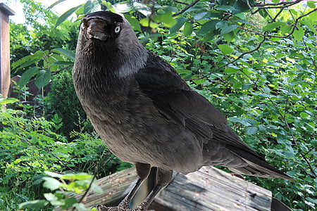 Csóka, Jackdaws, Corvus monedula, Songbird, Songbird fajok, varjúfélék, madár