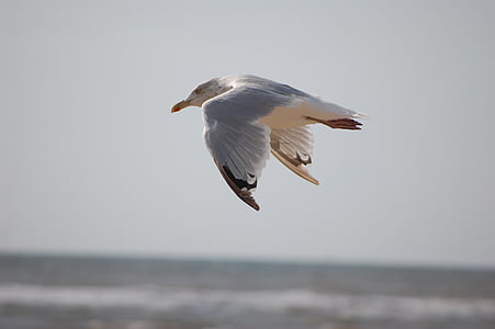 Pantai, hewan, burung, Seagull, terbang, laut, satu binatang