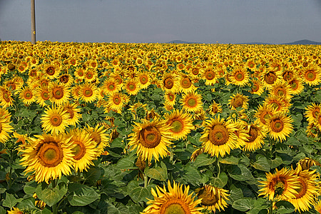 bunga matahari, musim panas, bunga, alam, tanaman, pertanian, kuning