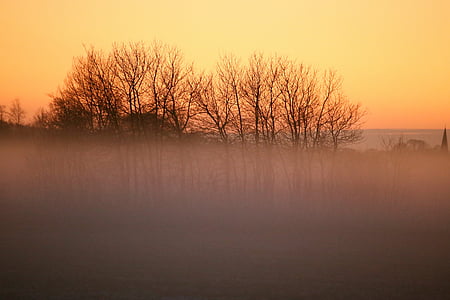 nebbia, natura, paesaggi, albero, tramonto
