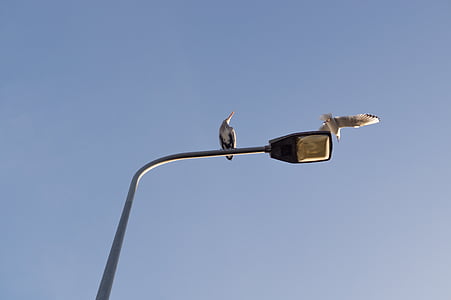 Heron, poste de la lámpara, Seagull, cielo azul, luz, pájaro, naturaleza